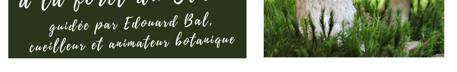 Sortie culturelle et conviviale : sortie champignons