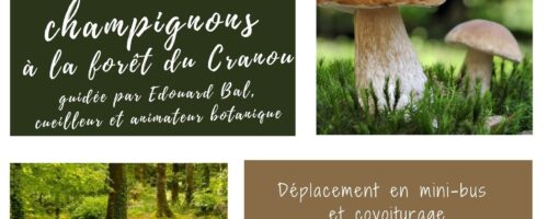 Sortie culturelle et conviviale : sortie champignons